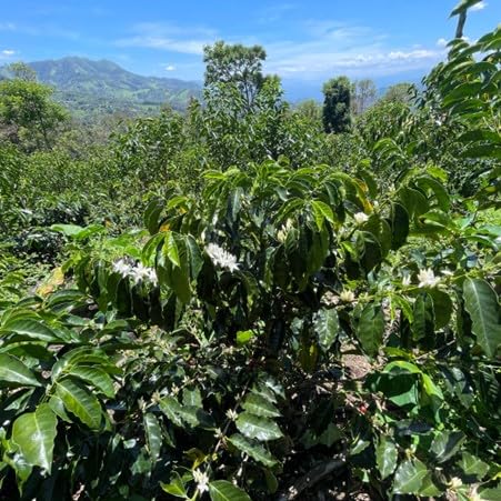 Antsti Fuel Peru San Ignacio Washed Coffee Beans, Medium Roast, Whole Bean, 1 lb
