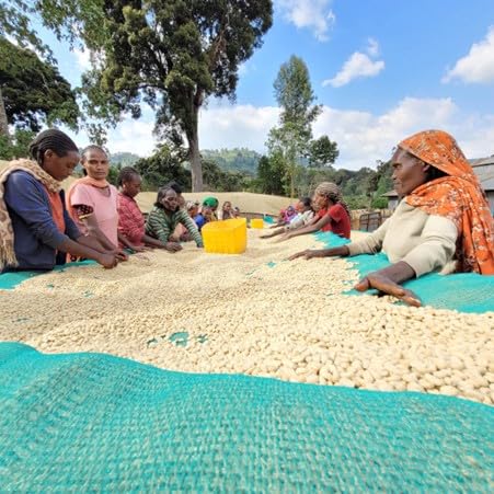 Antsti Fuel Ethiopia Chelbesa Natural Coffee Beans, Medium Roast, Whole Bean, 1 lb