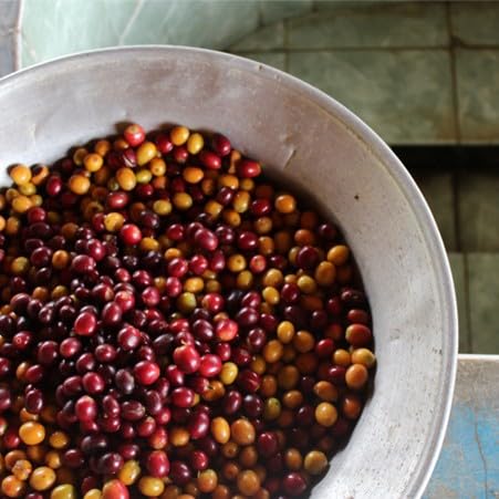 Antsti Fuel Peru San Ignacio Washed Coffee Beans, Medium Roast, Whole Bean, 1 lb