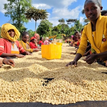Antsti Fuel Ethiopia Chelbesa Natural Coffee Beans, Medium Roast, Whole Bean, 1 lb