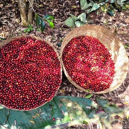 Antsti Fuel Ethiopia Chelbesa Natural Coffee Beans, Medium Roast, Whole Bean, 1 lb