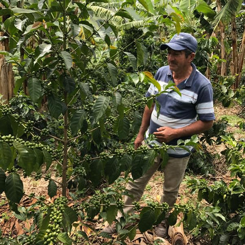 Antsti Fuel Stellar Blend Coffee Beans, Medium Roast, Whole Bean, 1 lb