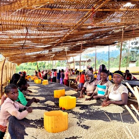 Antsti Fuel Ethiopia Chelbesa Natural Coffee Beans, Medium Roast, Whole Bean, 1 lb