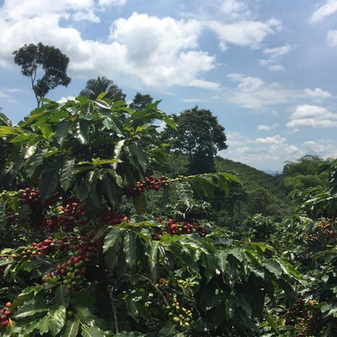 Antsti Fuel Decaf Colombia Popayán Coffee Beans, Medium Roast, Whole Bean, 1 lb