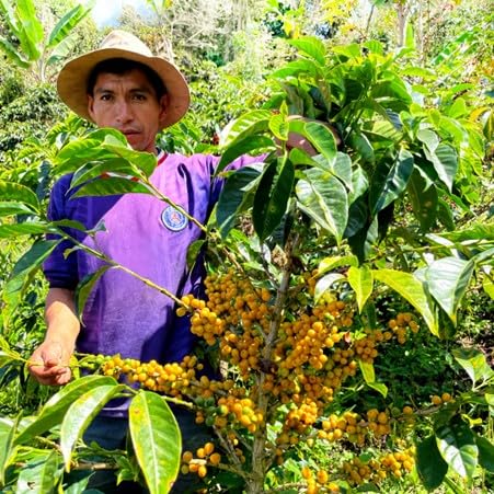 Antsti Fuel Peru San Ignacio Washed Coffee Beans, Medium Roast, Whole Bean, 1 lb