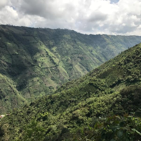 Antsti Fuel Stellar Blend Coffee Beans, Medium Roast, Whole Bean, 1 lb